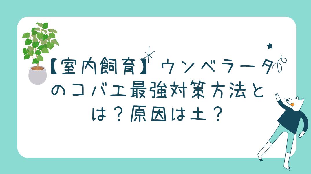 【室内飼育】ウンベラータのコバエ最強対策方法とは？原因は土？