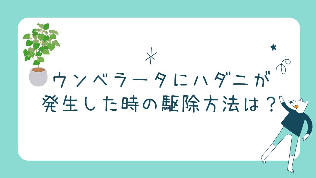 ウンベラータにハダニが発生した時の駆除方法は？