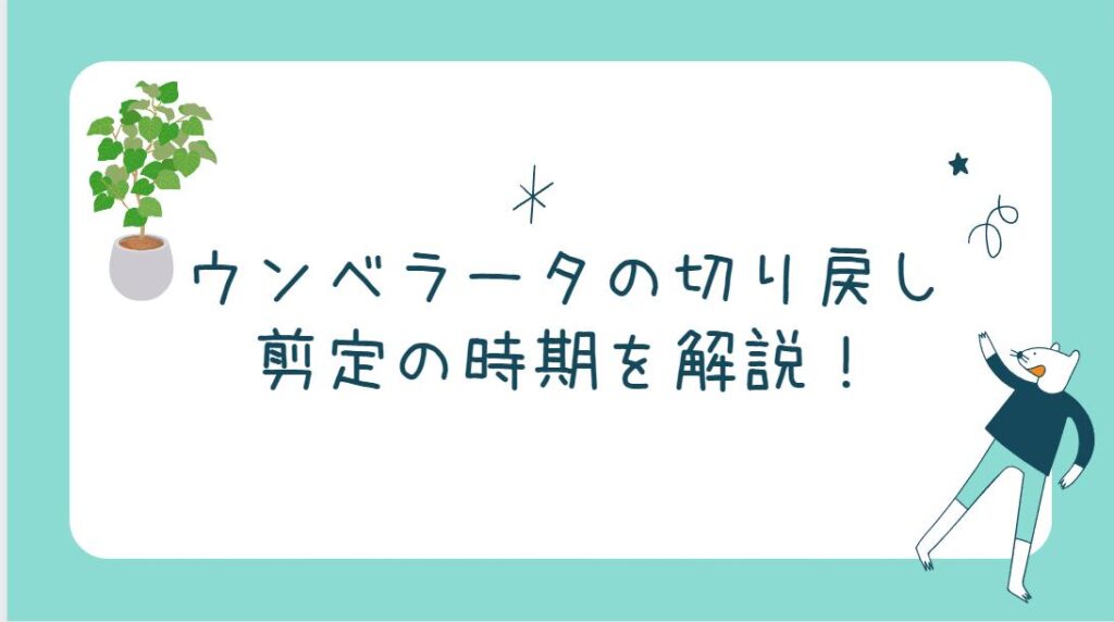 ウンベラータの切り戻し剪定の時期を解説！