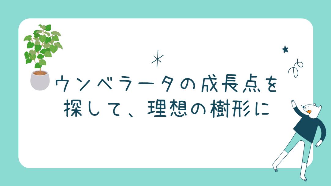 ウンベラータの成長点を探して、理想の樹形に仕上げよう