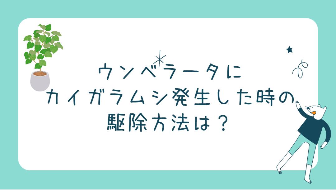 ウンベラータ幹にカイガラムシ駆除方法と原因は？ベタベタ殺虫剤は効く？